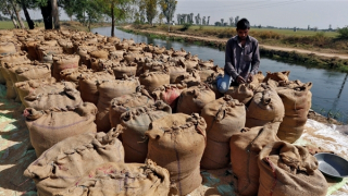 Thế giới lo ngại khi Ấn Độ ngừng xuất khẩu gạo