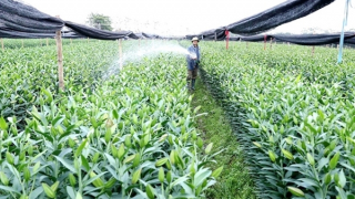 Hỗ trợ nông nghiệp phải “ra tấm ra món”