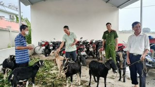 Ngày giả làm lái buôn, tối "đột vòm" ăn trộm