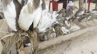 Bay về đâu hỡi cói?