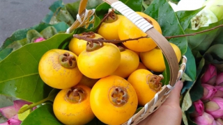 Mùa thị của tôi