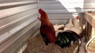 Mất đàn gà tiền tỷ, chủ trang trại treo thưởng 200 triệu đồng tìm trộm