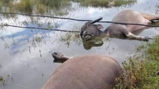 Trâu bị điện giật chết vì đường điện 3 pha tự phát kéo ra hồ tôm