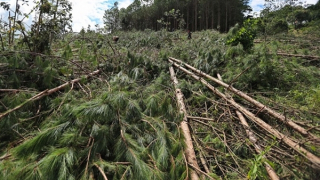 Khẩn trương làm rõ vụ hàng trăm cây thông ở Lâm Đồng bị cưa trắng