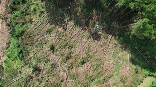 Tỉnh Lâm Đồng chỉ đạo điều tra vụ phá rừng thông 20 năm tuổi