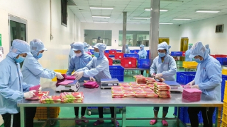 Hỗ trợ doanh nghiệp đảm bảo tiêu chuẩn chất lượng thực phẩm xuất khẩu