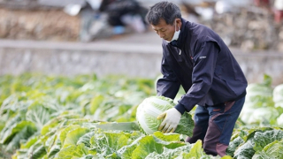 Phía sau cuộc khủng hoảng kim chi