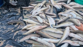 Sau đêm giông lốc, hồ cá bị sét đánh chết hàng loạt