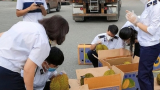 2 ngày xuất khẩu hơn 34 tấn sầu riêng qua cửa khẩu Lào Cai