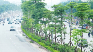 Vì sao cơ quan CSĐT Bộ Công an yêu cầu định giá cây xanh trồng ở Hà Nội giai đoạn 2016-2018?