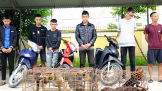 Bắt băng nhóm gây ra hàng loạt vụ trộm chó