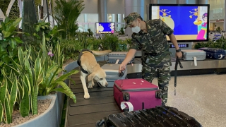 Nhiều chiêu mới ngụy trang ma túy qua đường hàng không