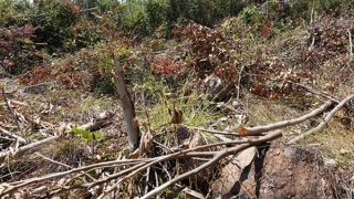 Hồi âm bài báo khai thác cây rừng tại danh thắng Ghềnh Ráng