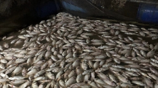 Vận động dân chôn lấp hơn 6 tấn cá chết để đảm bảo môi trường