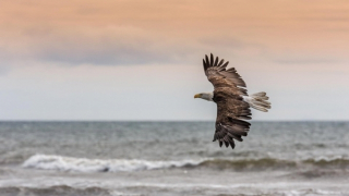 Đại bàng - Bay trong huyền thoại!