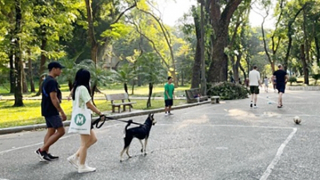 Hiểm họa chó thả rông cắn người: Hậu quả của việc buông lỏng quản lý (bài 2)