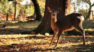 Câu chuyện về trời cho và nhân tạo trong thơ
