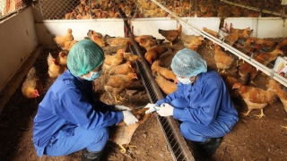 Phát hiện cúm A (H5) trên người sau 8 năm không ghi nhận