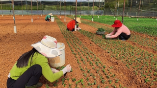 Thủ phủ hoa Đà Lạt kỳ vọng vào thị trường Tết