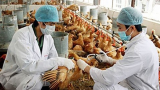 Tiềm ẩn nguy cơ lây nhiễm cúm gia cầm sang người