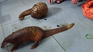 Bắt nhóm mua bán, nuôi nhốt, vận chuyển động vật hoang dã trái phép