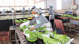 Cần “nhạc trưởng” trong điều phối, liên kết đầu ra cho nông sản