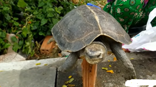 Nhức nhối hoạt động buôn bán động vật hoang dã