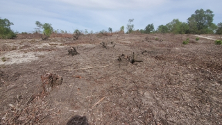 Ai chịu trách nhiệm hơn 12 ha rừng phòng hộ và rừng sản xuất bị cạo trắng?