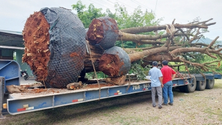 Xác định nguồn gốc các cây gỗ cổ thụ quá khổ vận chuyển trên Quốc lộ