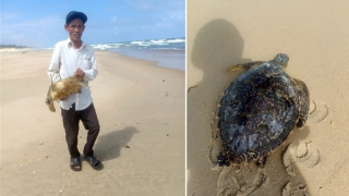 Thả cá thể rùa biển quý hiếm nặng 10kg về môi trường tự nhiên