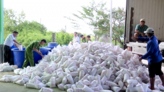 Tiêu hủy trên 2 triệu con tôm giống không giấy kiểm dịch