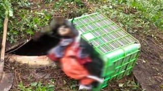 Giải mã cái chết dưới hố biogas