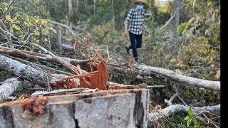 Diện tích rừng tự nhiên tại Đắk Lắk suy giảm hơn 27.460 ha