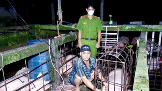 Bơm nước vào heo để tăng trọng trước khi giết mổ đưa ra thị trường