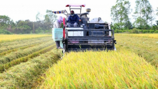 Phát huy lợi thế của cây lúa vùng châu thổ Cửu Long