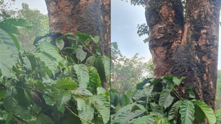 Sét đánh khiến chồng tử vong, vợ và cháu ruột 2 tuổi bị thương nặng