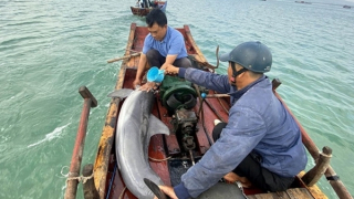 Giải cứu thành công cá heo mắc cạn tại Cô Tô