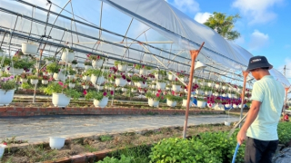 Gượng dậy sau trận mưa ngập lịch sử, nhà vườn tất bật vụ hoa Tết
