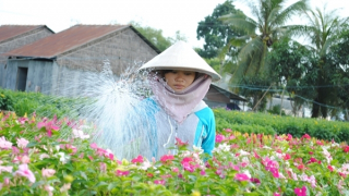 Nông dân Sa Đéc cung ứng khoảng 2 triệu giỏ hoa Tết