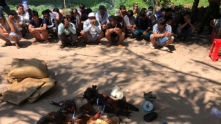 Phá trường gà quy mô lớn ở vùng biên