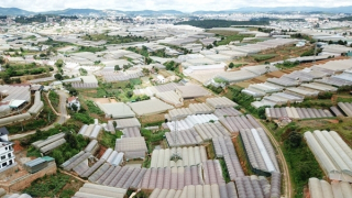 Nhà kính và mối nguy hiện hữu ở Đà Lạt