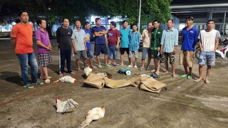 Phá tụ điểm đá gà ăn tiền, tạm giữ 14 đối tượng