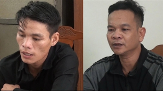 Dùng ôtô "đi săn" 54 con bò của người dân