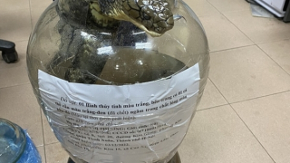 Khởi tố đối tượng vận chuyển rắn hổ chúa mang đi bán