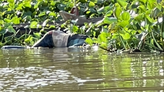 Truy tìm tung tích thi thể người đàn ông nổi trên sông Tiền