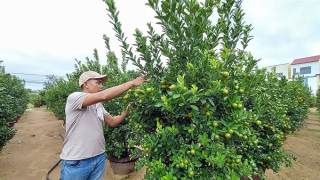 Nông dân Hội An phấn khởi khi quất Tết được mùa, được giá