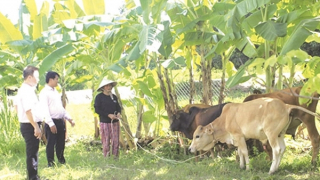 Những “mầm xanh” ở miền gió cát