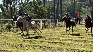 Ngựa cỏ tung vó trên thảo nguyên xanh