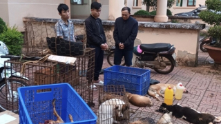 Vừa ra tù lại sắm dao rựa, súng bắn điện đi trộm chó