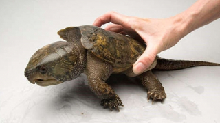 Mua rùa đầu to từ Lào về Việt Nam bán kiếm lời